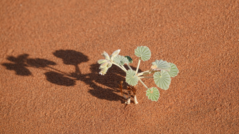 Намибия однажды осенью: по гребню дюн, по кромке океана...