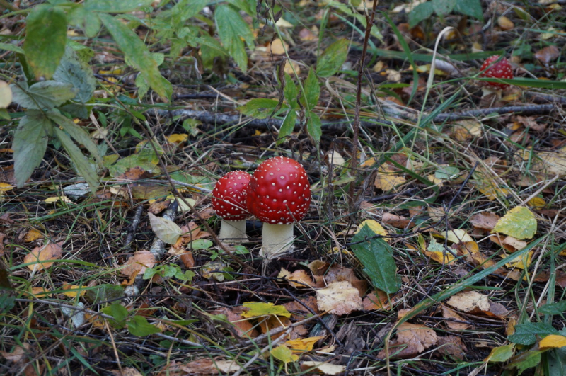 Верхний (Горный) парк