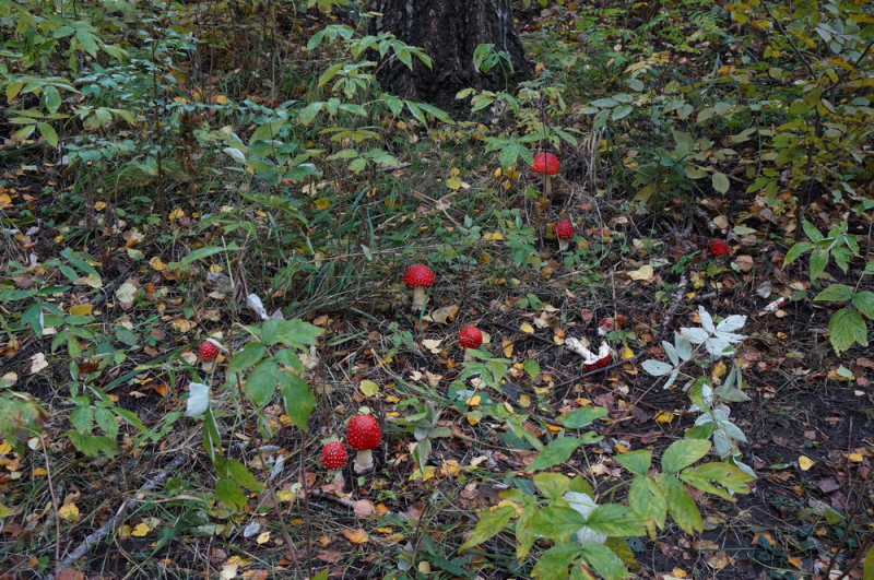 Верхний (Горный) парк