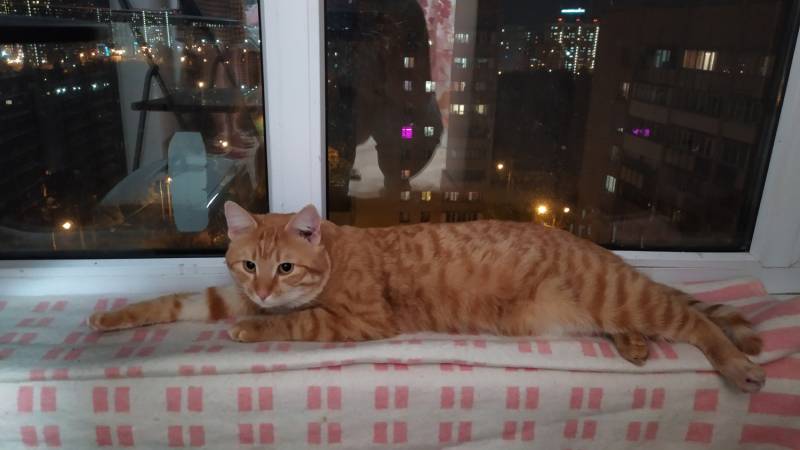 Кошки в нашей жизни. Кошки и все, что с ними связано.