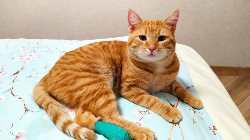 Кошки в нашей жизни. Кошки и все, что с ними связано.