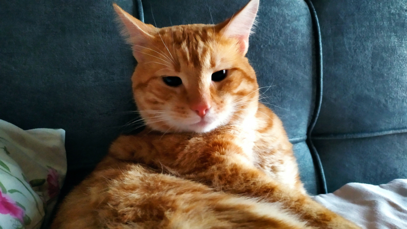 Кошки в нашей жизни. Кошки и все, что с ними связано.