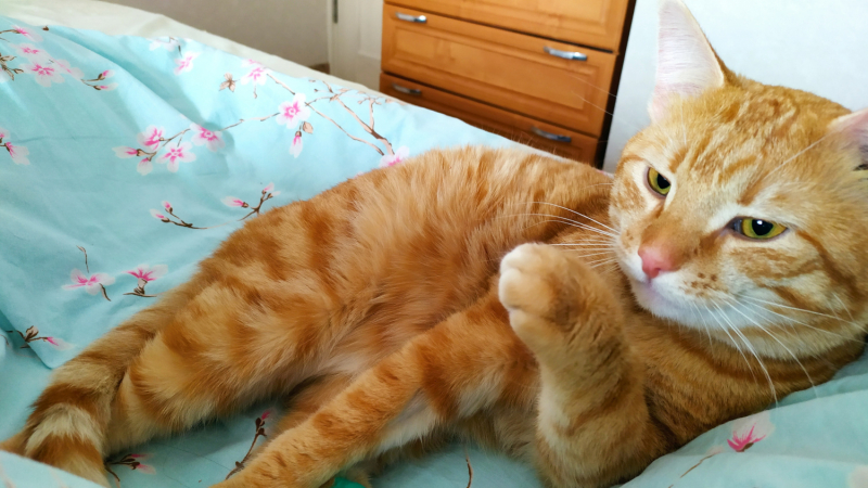 Кошки в нашей жизни. Кошки и все, что с ними связано.