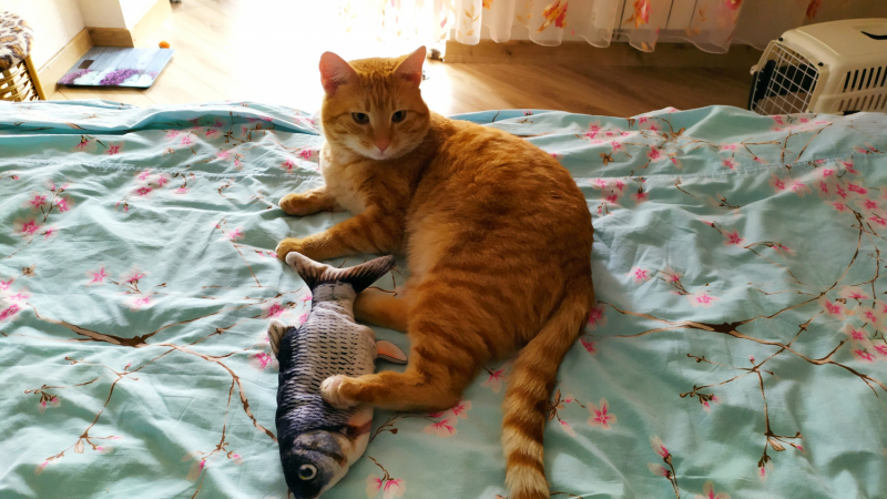 Кошки в нашей жизни. Кошки и все, что с ними связано.