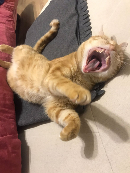 Кошки в нашей жизни. Кошки и все, что с ними связано.