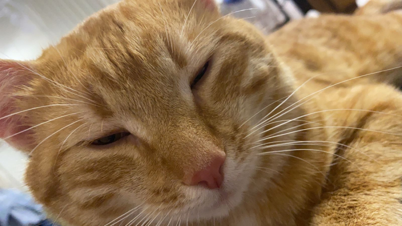 Кошки в нашей жизни. Кошки и все, что с ними связано.