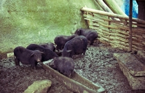 Хэллоу БаБай или Декабрьский Вьетнам (2011), Фото Траффик