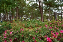 Хэллоу БаБай или Декабрьский Вьетнам (2011), Фото Траффик