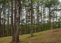 Хэллоу БаБай или Декабрьский Вьетнам (2011), Фото Траффик