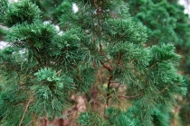 Хэллоу БаБай или Декабрьский Вьетнам (2011), Фото Траффик