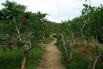 Хэллоу БаБай или Декабрьский Вьетнам (2011), Фото Траффик