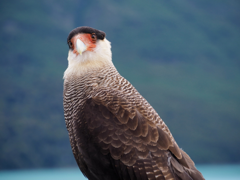 Каракара обыкновенная