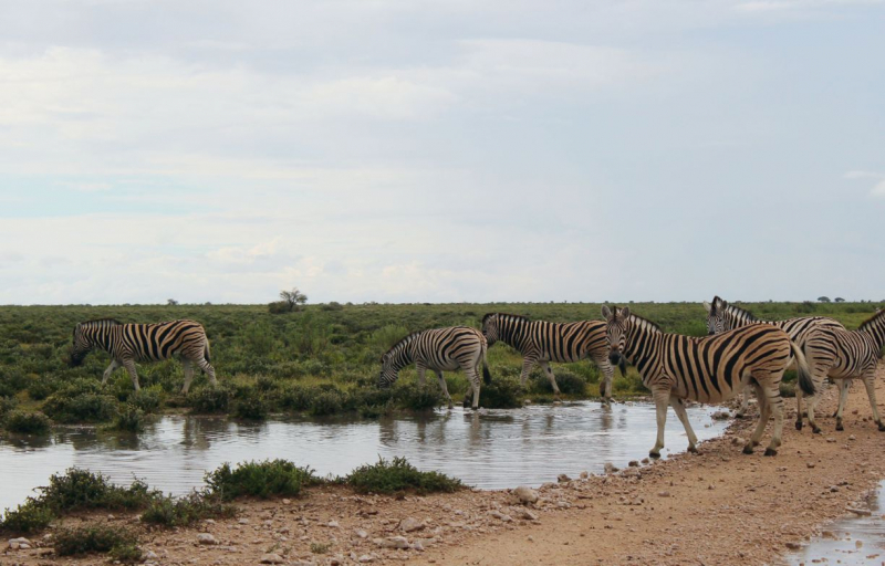 Enjoy Namibia или Намибия в ковидные времена (март 2021 г.)