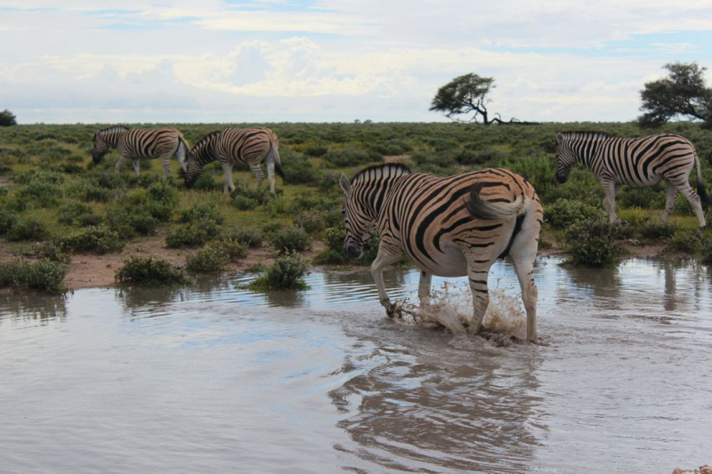 Enjoy Namibia или Намибия в ковидные времена (март 2021 г.)