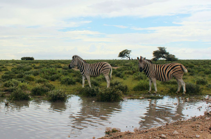 Enjoy Namibia или Намибия в ковидные времена (март 2021 г.)