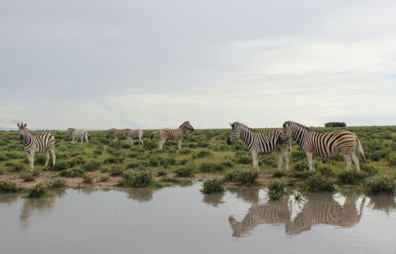 Enjoy Namibia или Намибия в ковидные времена (март 2021 г.)