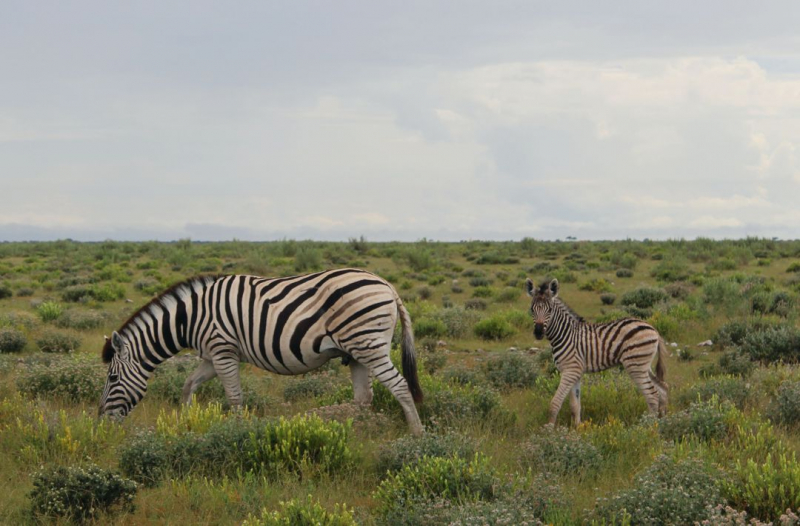 Enjoy Namibia или Намибия в ковидные времена (март 2021 г.)