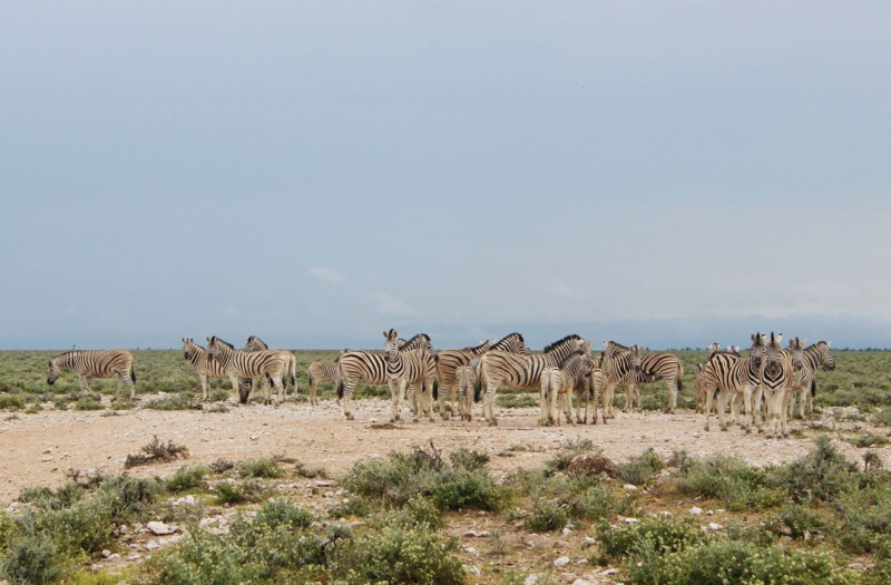 Enjoy Namibia или Намибия в ковидные времена (март 2021 г.)