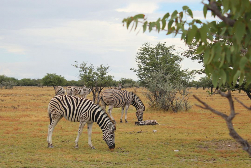 Enjoy Namibia или Намибия в ковидные времена (март 2021 г.)