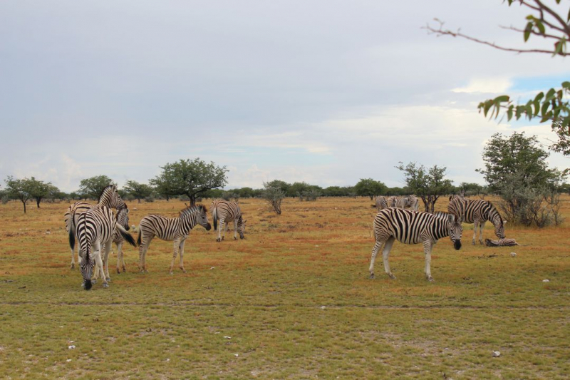 Enjoy Namibia или Намибия в ковидные времена (март 2021 г.)