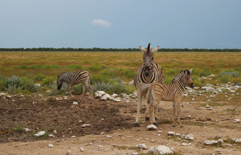 Enjoy Namibia или Намибия в ковидные времена (март 2021 г.)