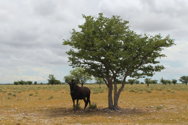 Enjoy Namibia или Намибия в ковидные времена (март 2021 г.)