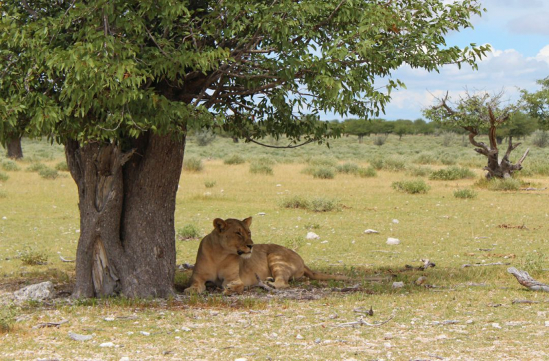 Enjoy Namibia или Намибия в ковидные времена (март 2021 г.)