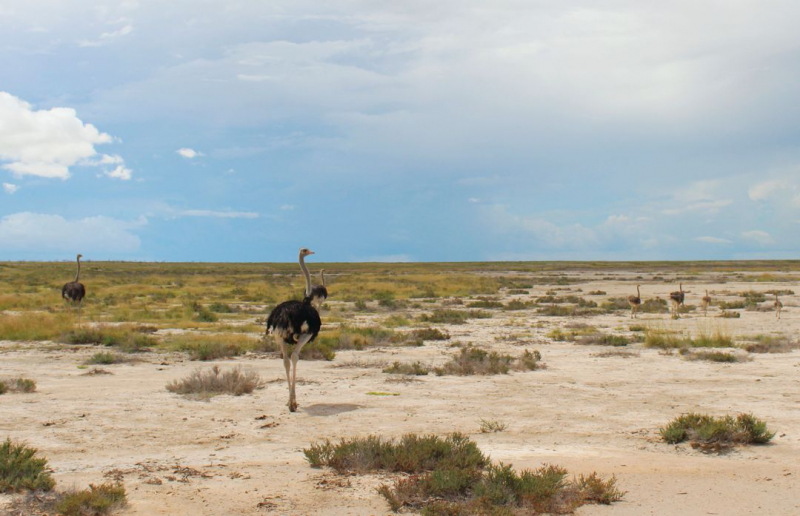 Enjoy Namibia или Намибия в ковидные времена (март 2021 г.)