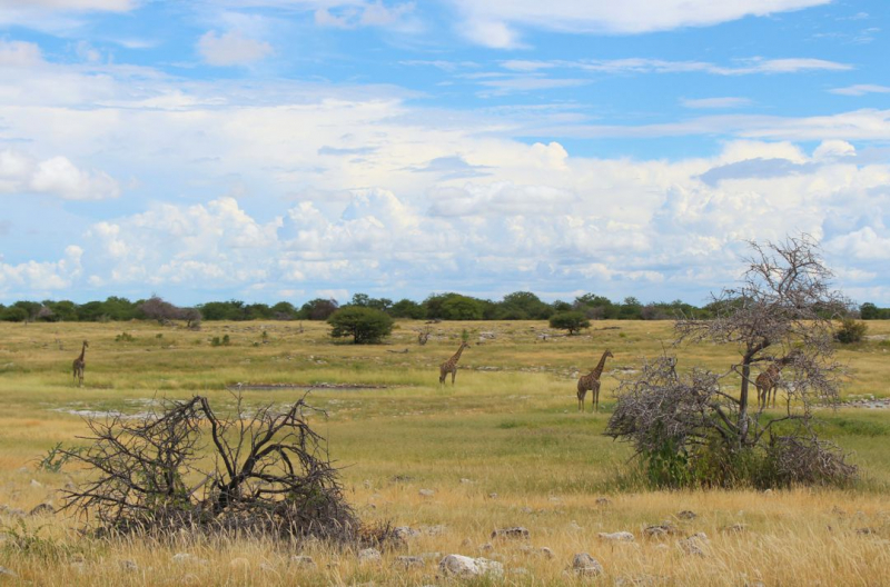 Enjoy Namibia или Намибия в ковидные времена (март 2021 г.)