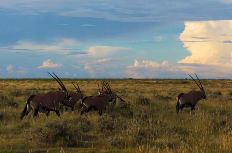 Enjoy Namibia или Намибия в ковидные времена (март 2021 г.)