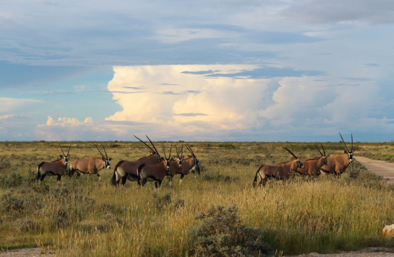 Enjoy Namibia или Намибия в ковидные времена (март 2021 г.)