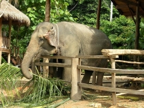 Тай 2008 слоны на Чанге