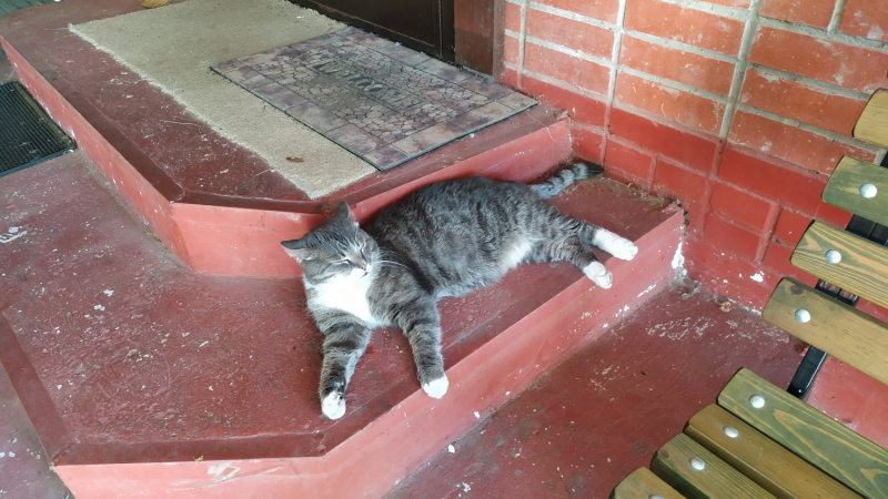 Кошки в нашей жизни. Кошки и все, что с ними связано.