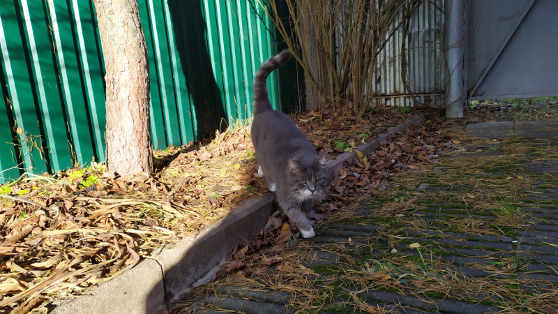 Кошки в нашей жизни. Кошки и все, что с ними связано.