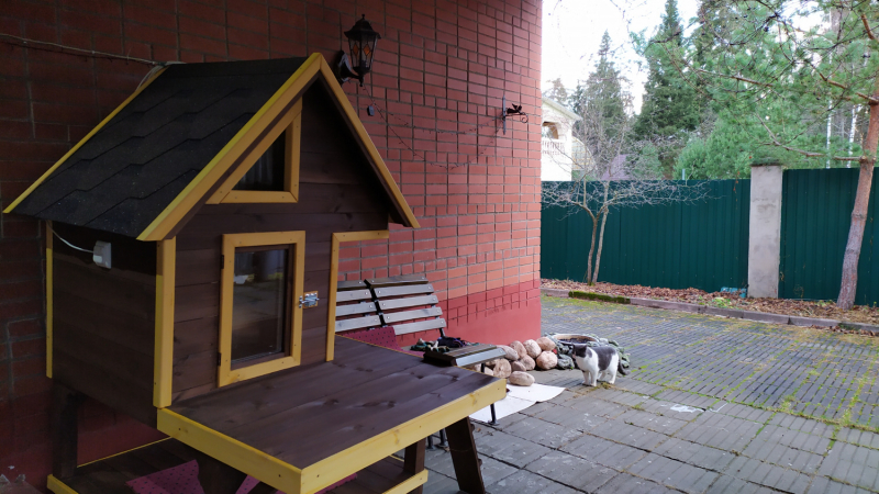 Кошки в нашей жизни. Кошки и все, что с ними связано.