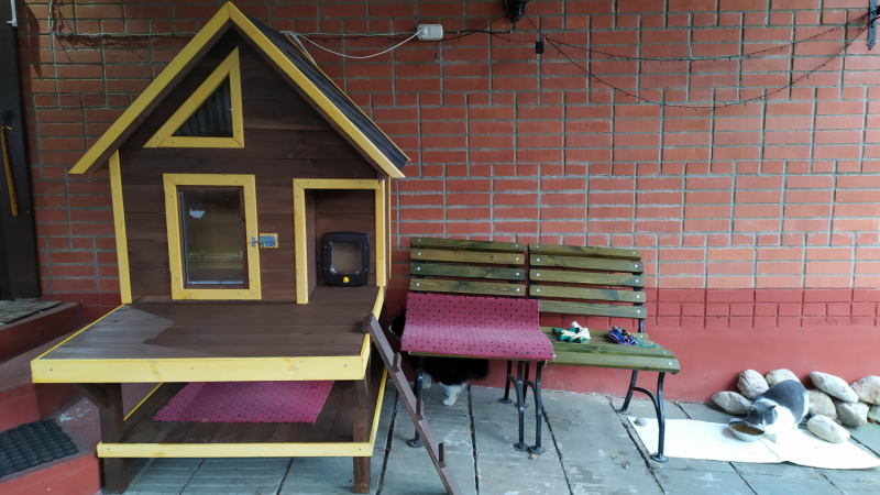 Кошки в нашей жизни. Кошки и все, что с ними связано.