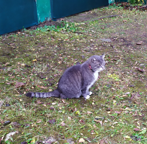 Кошки в нашей жизни. Кошки и все, что с ними связано.