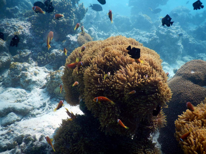 Где лучший домашний риф на Мальдивах?