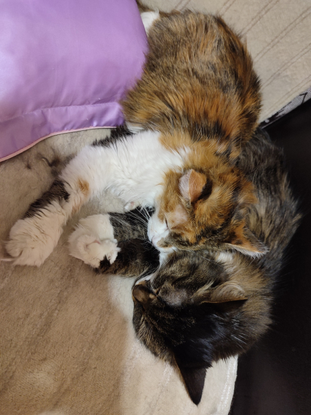 Кошки в нашей жизни. Кошки и все, что с ними связано.