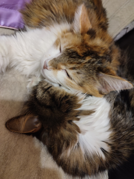 Кошки в нашей жизни. Кошки и все, что с ними связано.