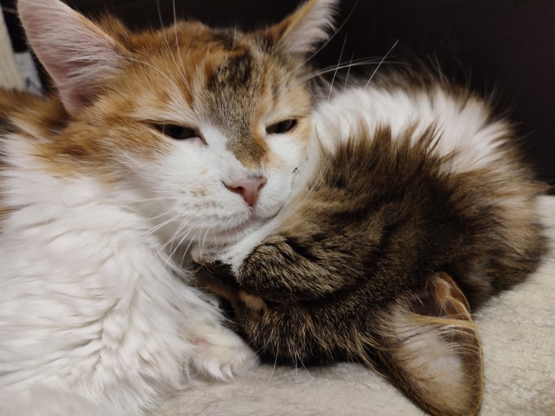 Кошки в нашей жизни. Кошки и все, что с ними связано.