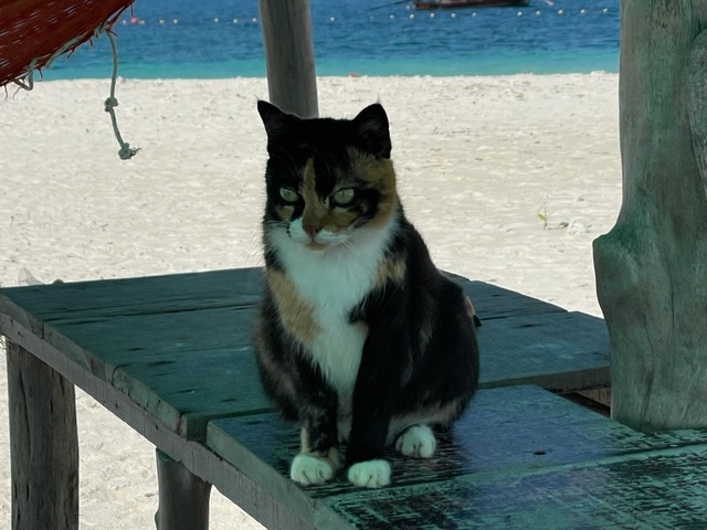 Кошки в нашей жизни. Кошки и все, что с ними связано.