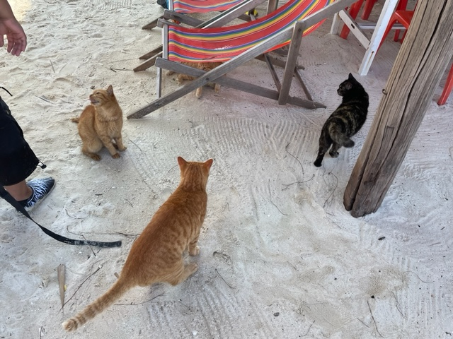 Кошки в нашей жизни. Кошки и все, что с ними связано.