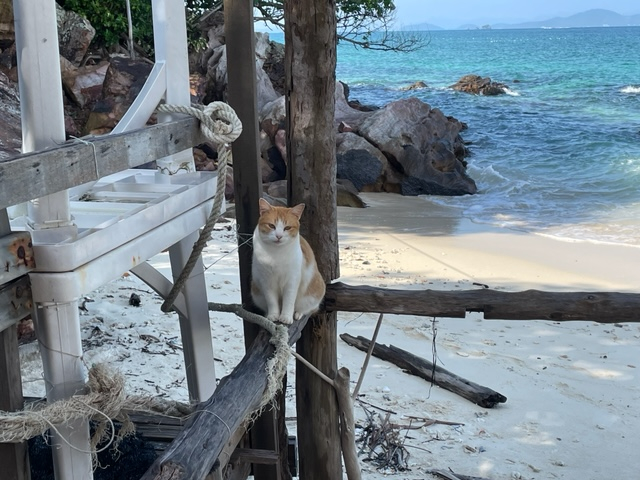 Кошки в нашей жизни. Кошки и все, что с ними связано.