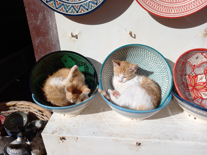 Кошки в нашей жизни. Кошки и все, что с ними связано.