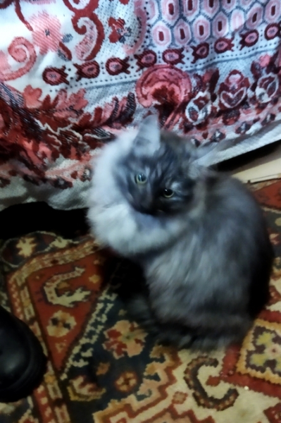 Кошки в нашей жизни. Кошки и все, что с ними связано.