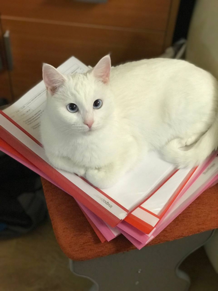 Кошки в нашей жизни. Кошки и все, что с ними связано.