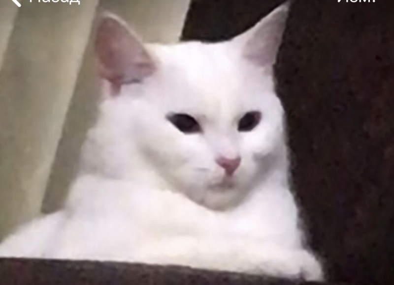 Кошки в нашей жизни. Кошки и все, что с ними связано.