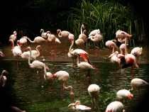 Гонконг 2011-2012