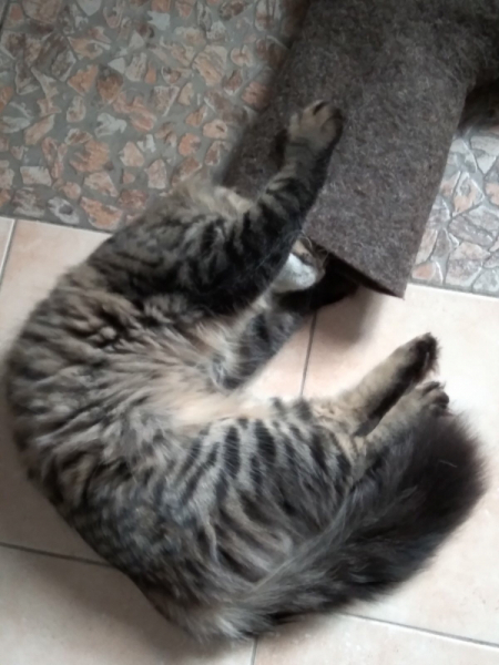 Кошки в нашей жизни. Кошки и все, что с ними связано.